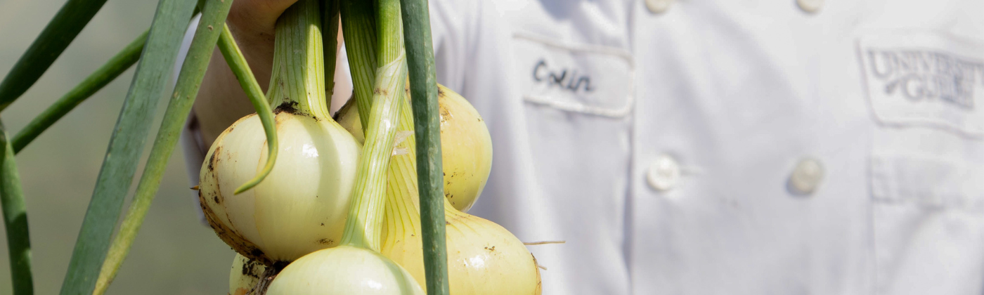 A photo of a UofG Chef holding onions, in the background you can see the chef's white coat with the University of Guelph Logo